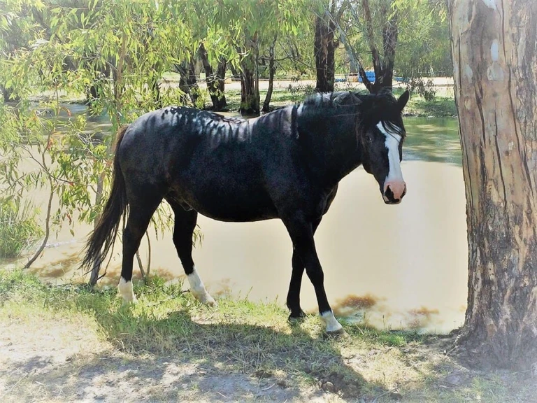 HorseHand Zen Prince
