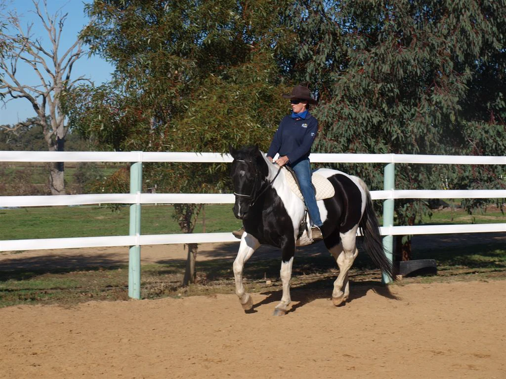 Horse education and training at HorseHand