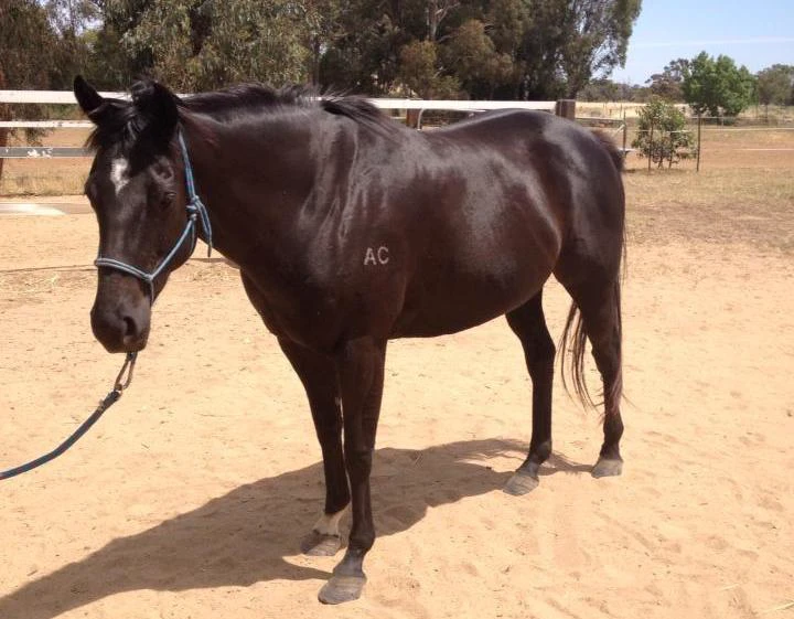 Black Beauty