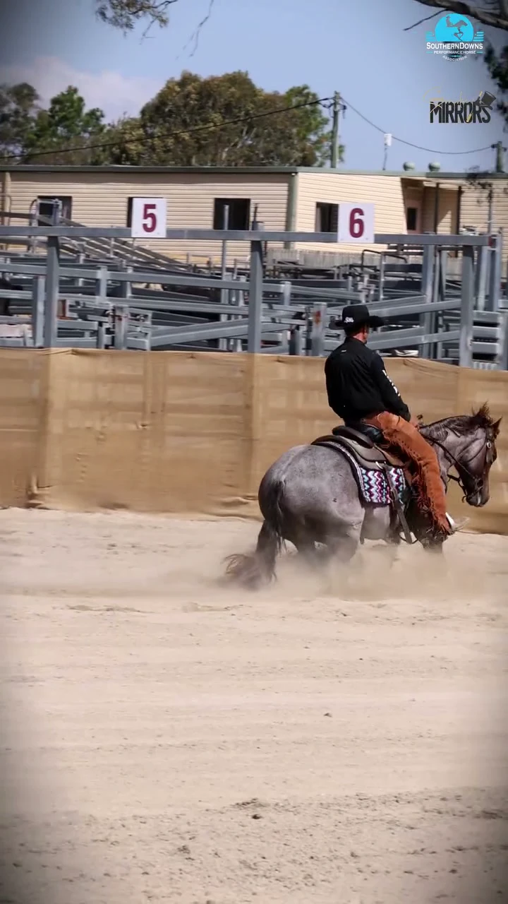 A grey horse stops hard in the rein work
