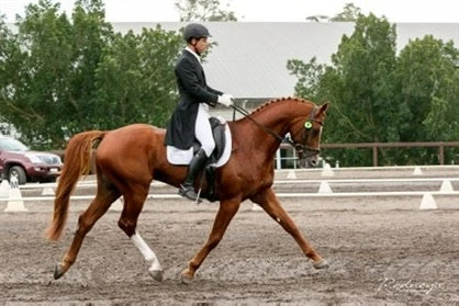 Chestnut horse in a dressage test
