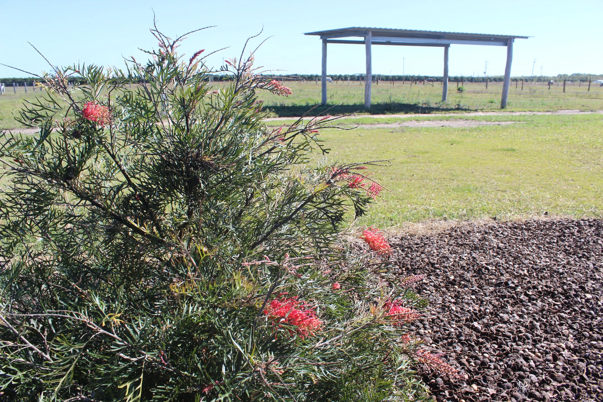 Grevillea in flower by the shelter