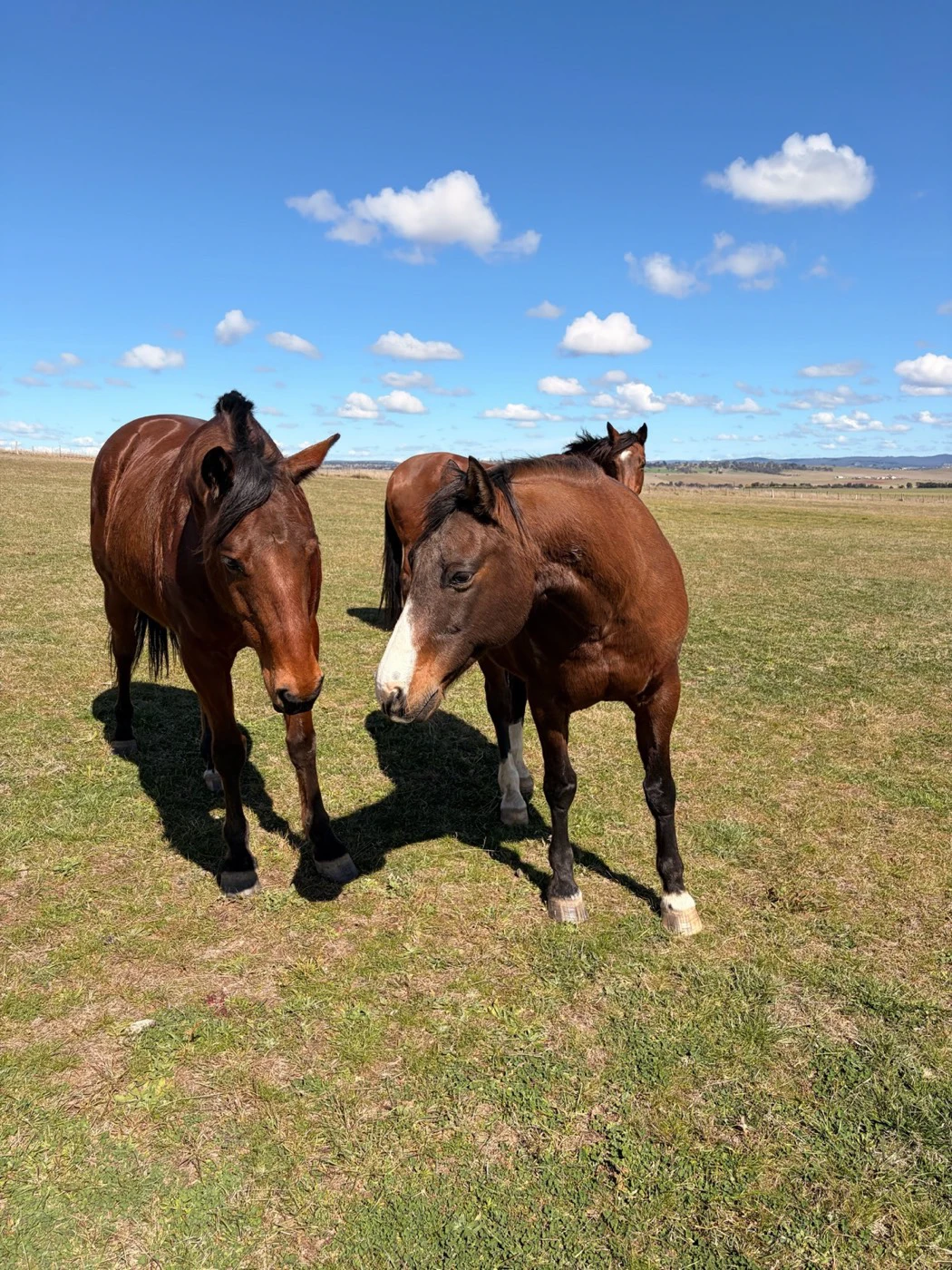 Bay school horses Digby and Bucko in the paddock