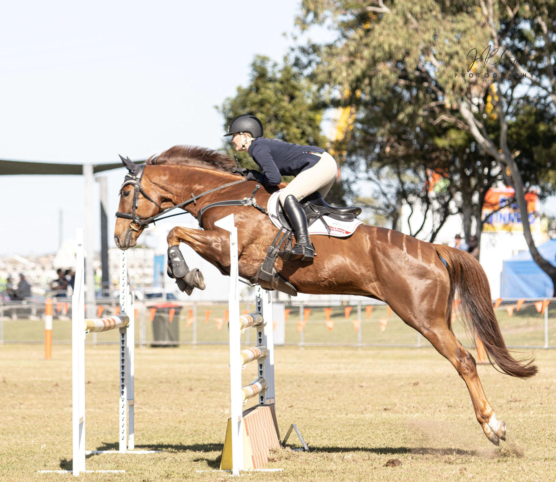 Chestnut horse jumping a show jump