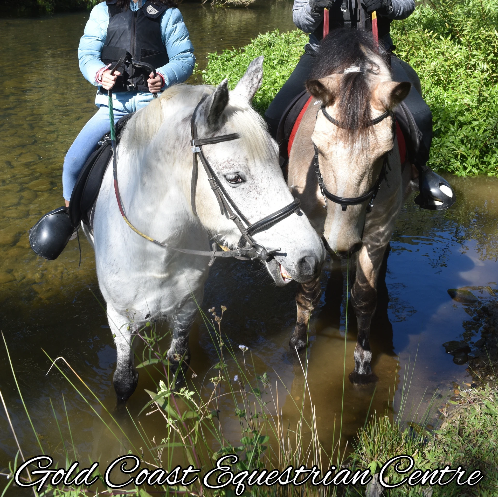 Grey ponies in the river