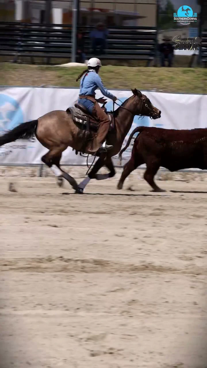 A horse runs a cow down the fence