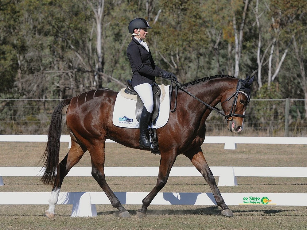 Dressage horse at the trot