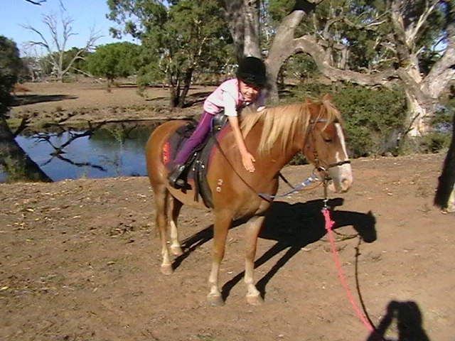 Patting a horse