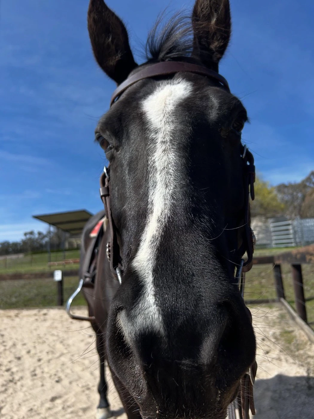 A black school horse with a white blaze looking into the camera
