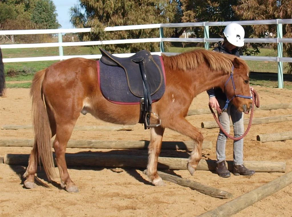 Junior Club HorseHand riders on their own horses