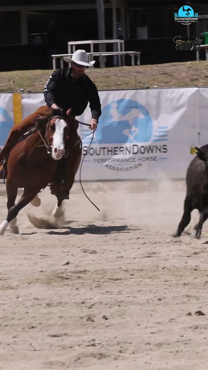 A horse closes on a cow along the arena fence