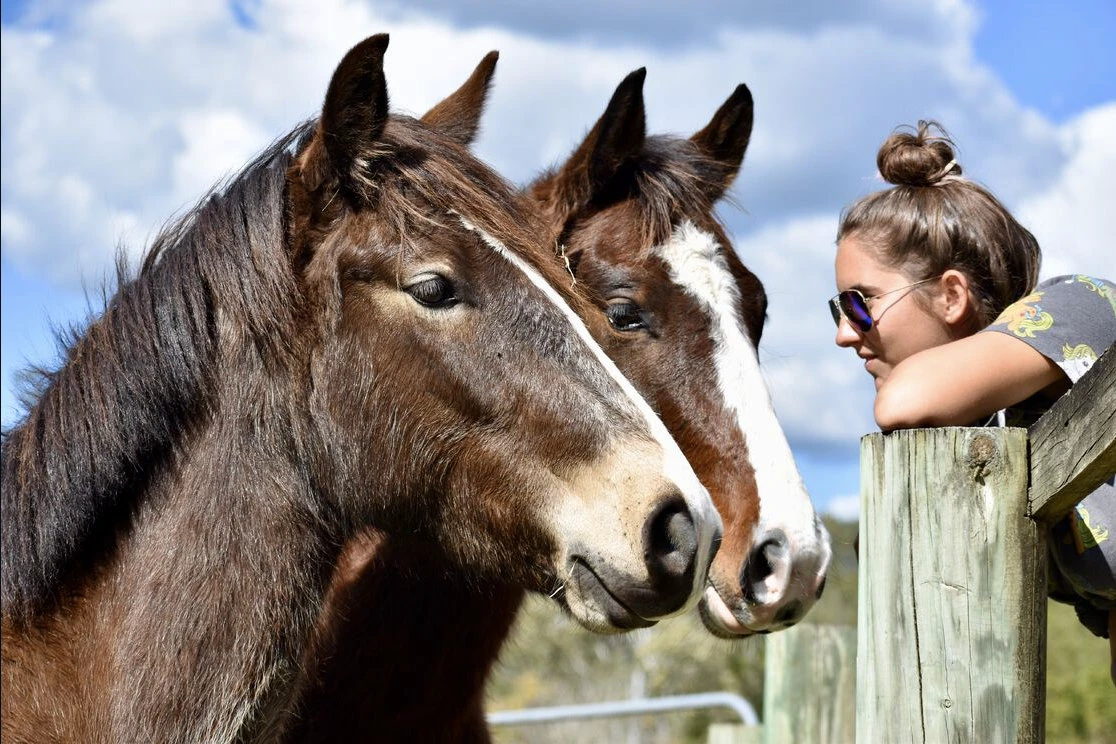 Two horses looking over the fence