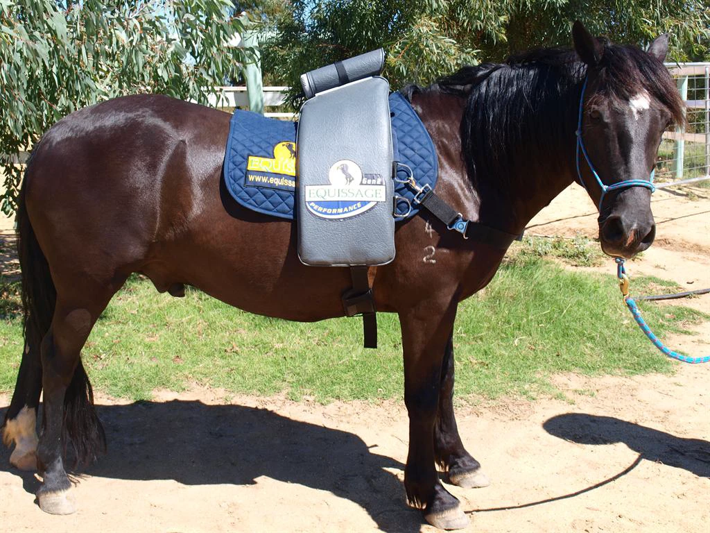Sammy receiving Equissage therapy
