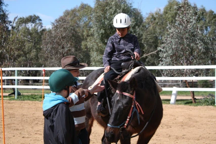 Learning about the horse