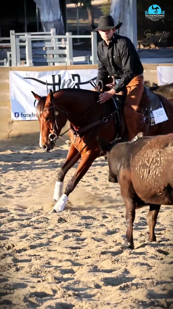A horse and rider hold a single cow at the end of the arena