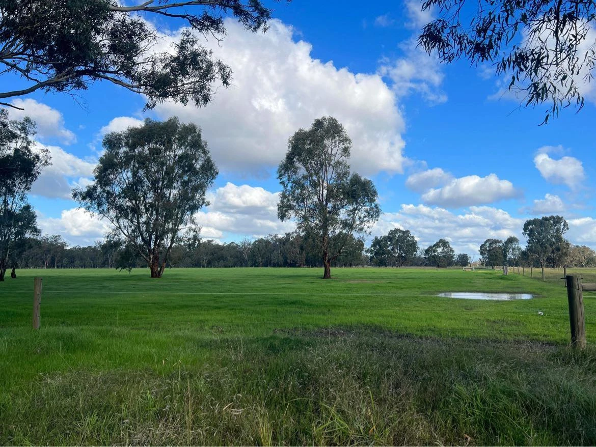 Standard agistment, river country with improved pasture
