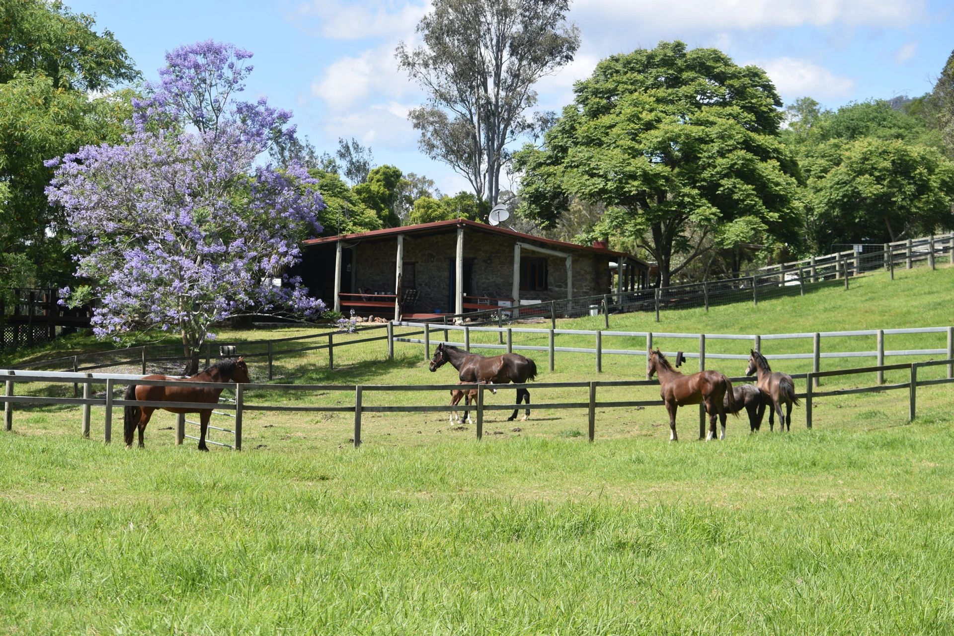 Horses grazing under a jacaranda