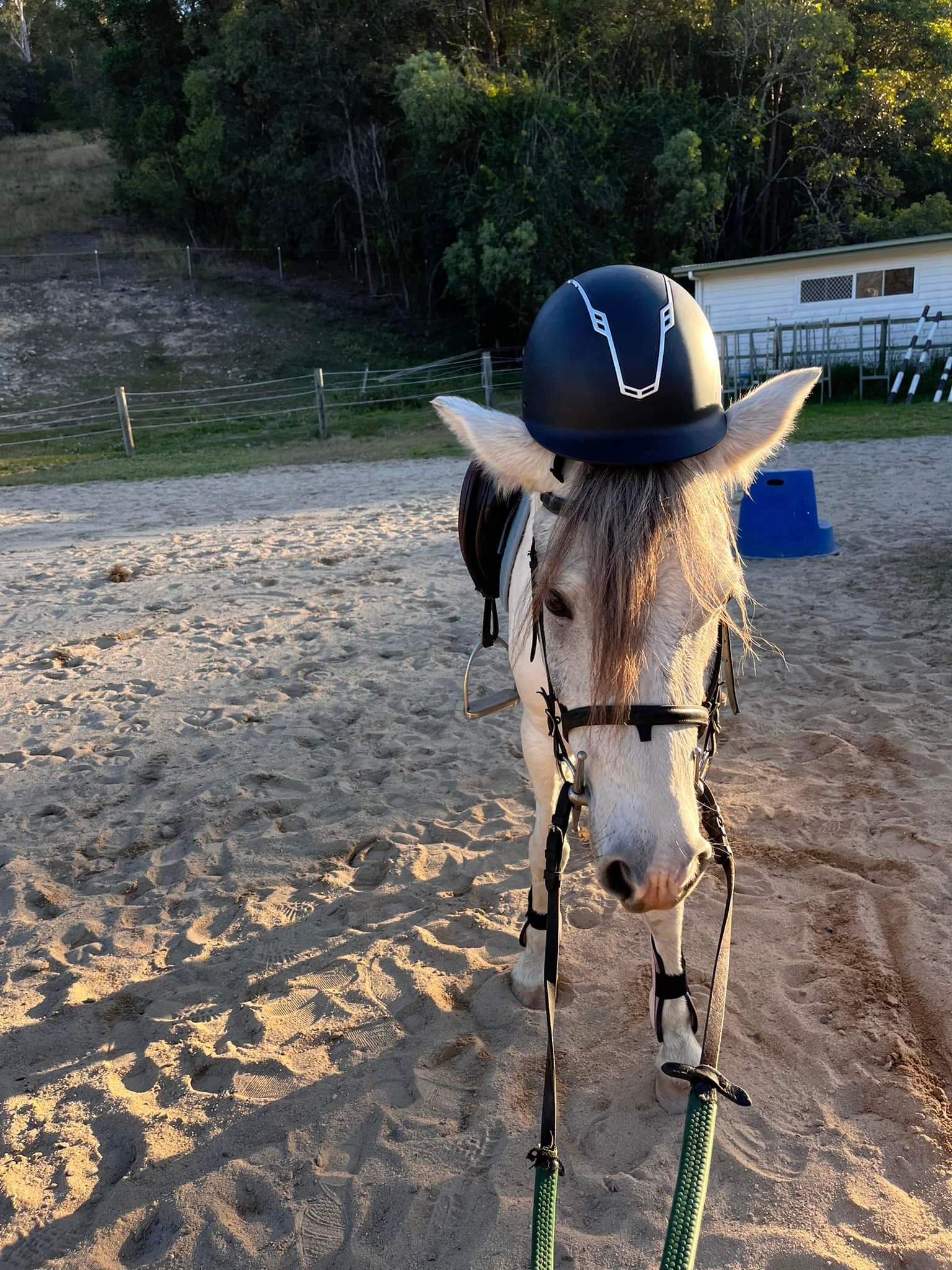 A grey pony in the arena, seen between its ears