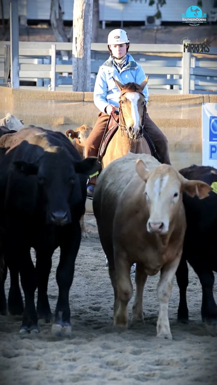 A rider settles a herd of cattle before cutting one out