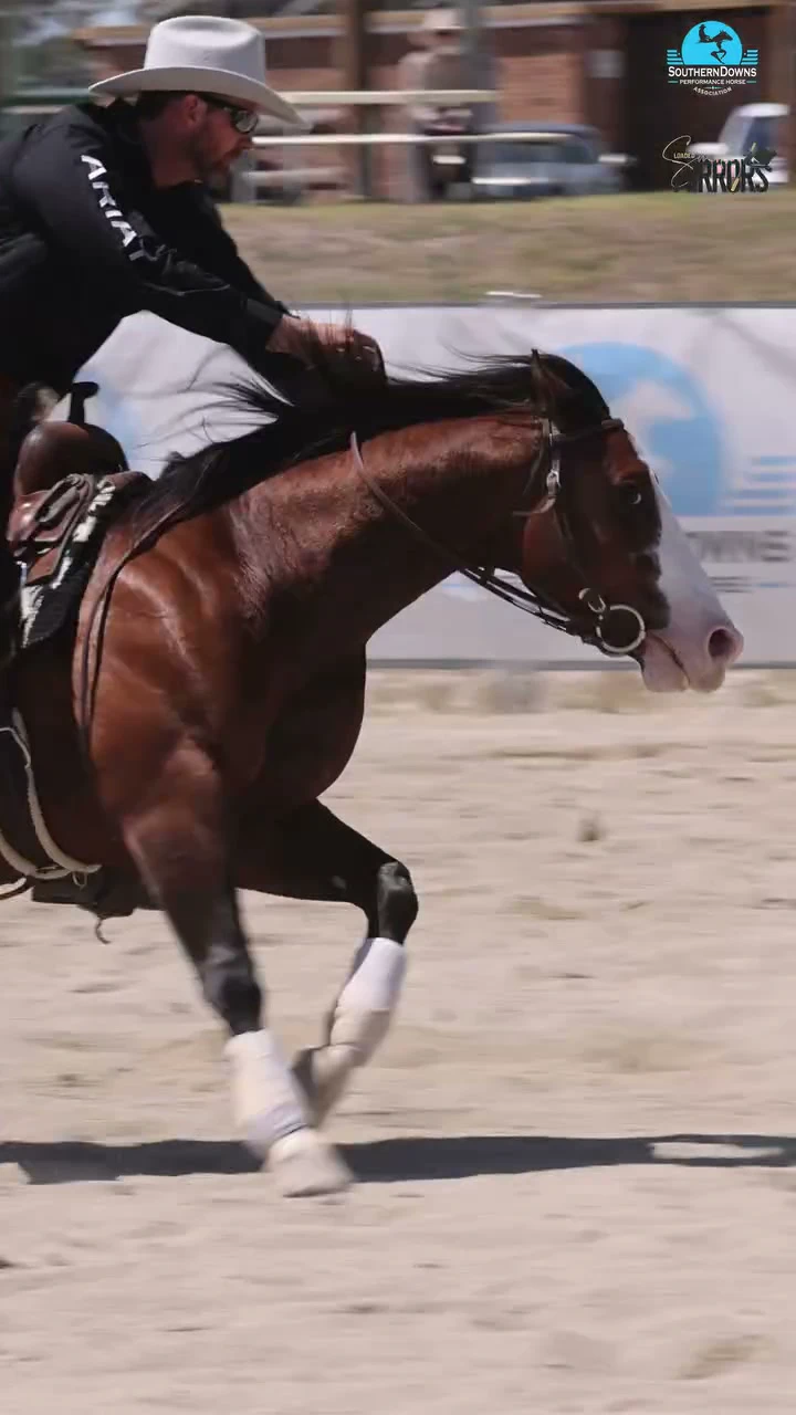 A horse turns hard after a cow